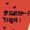 夢見抓到一只公雞和一只母雞(一只公雞和一只母雞)