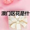 澳門區花是什么花啊（澳門區花有什么組成）