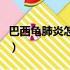 巴西龜肺炎怎么治最有效(巴西龜肺炎怎么治)