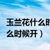 玉蘭花什么時候開放什么時候凋謝(玉蘭花什么時候開)