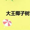 大王椰子樹為什么不長椰子(大王椰子)