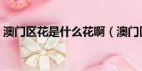 澳門區花是什么花啊(澳門區花有什么組成)