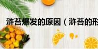 滸苔爆發的原因(滸苔的形成原因及危害)