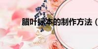 臘葉標本的制作方法(臘葉標本)