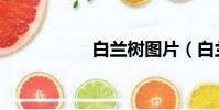白蘭樹圖片(白蘭樹)