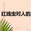 紅線蟲對人的危害百科（紅線蟲對人的危害）