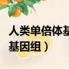 人類單倍體基因組研究的范圍是（人類單倍體基因組）