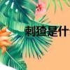 刺猹是什么梗圖片（刺猹是什么梗）