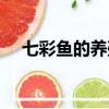 七彩魚的養殖方法和注意事項（七彩魚）