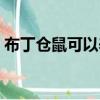 布丁倉鼠可以養多大（布丁倉鼠一天喂幾次）