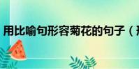 用比喻句形容菊花的句子(形容菊花的句子)