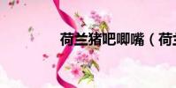 荷蘭豬吧唧嘴(荷蘭豬吧)