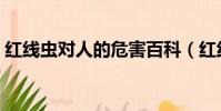 紅線蟲對人的危害百科(紅線蟲對人的危害)
