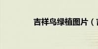 吉祥鳥綠植圖片(吉祥鳥)