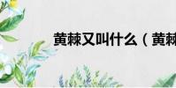 黃棘又叫什么(黃棘是什么)
