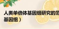 人類單倍體基因組研究的范圍是(人類單倍體基因組)