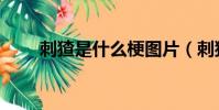 刺猹是什么梗圖片(刺猹是什么梗)