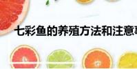 七彩魚的養殖方法和注意事項(七彩魚)