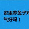 家里養兔子對運氣好嗎視頻（家里養兔子對運氣好嗎）