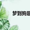 夢到狗是什么征兆 男性（夢到狗）