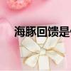 海豚回饋是什么意思（回饋是什么意思）