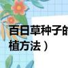 百日草種子的種植方法盆栽（百日草種子的種植方法）