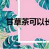 甘草茶可以長期喝嗎（甘草茶能長期喝嗎）