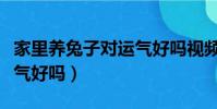 家里養兔子對運氣好嗎視頻(家里養兔子對運氣好嗎)