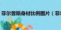 菲爾普斯身材比例圖片(菲爾普斯身材比例)