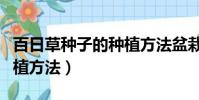 百日草種子的種植方法盆栽(百日草種子的種植方法)