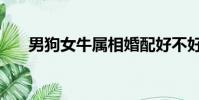 男狗女牛屬相婚配好不好(男狗女牛)