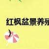 紅楓盆景養殖方法和技巧（紅楓盆景養殖方法）