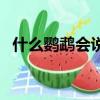 什么鸚鵡會說話又聰明（什么鸚鵡會說話）