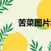 苦菜圖片和功效與作用（苦菜圖片）