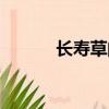 長壽草的功效與作用（長壽草）