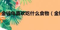 金錢龜喜歡吃什么食物(金錢龜吃什么食物)