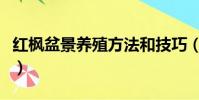 紅楓盆景養殖方法和技巧(紅楓盆景養殖方法)