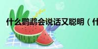 什么鸚鵡會說話又聰明(什么鸚鵡會說話)