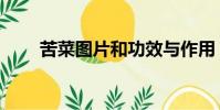 苦菜圖片和功效與作用(苦菜圖片)