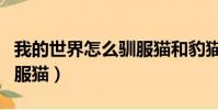 我的世界怎么馴服貓和豹貓(我的世界怎么馴服貓)