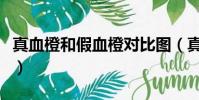 真血橙和假血橙對比圖(真血橙和假血橙對比)