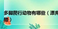 多腳爬行動物有哪些(漂亮女生腳下的爬行動物)