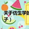 關于仿生學的例子都有哪些（關于仿生學的例子）