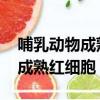 哺乳動物成熟紅細胞有沒有DNA（哺乳動物成熟紅細胞）