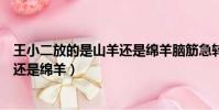 王小二放的是山羊還是綿羊腦筋急轉彎(王小二放的是山羊還是綿羊)