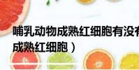 哺乳動物成熟紅細胞有沒有DNA(哺乳動物成熟紅細胞)