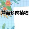 蘆薈多肉植物怎么澆水（多肉植物怎么澆水）