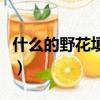 什么的野花填詞語二年級（什么的野花填詞語）