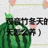 觀音竹冬天的養殖方法和注意事項（觀音竹冬天怎么養）