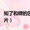 知了和蟬的區別圖片大全（知了和蟬的區別圖片）
